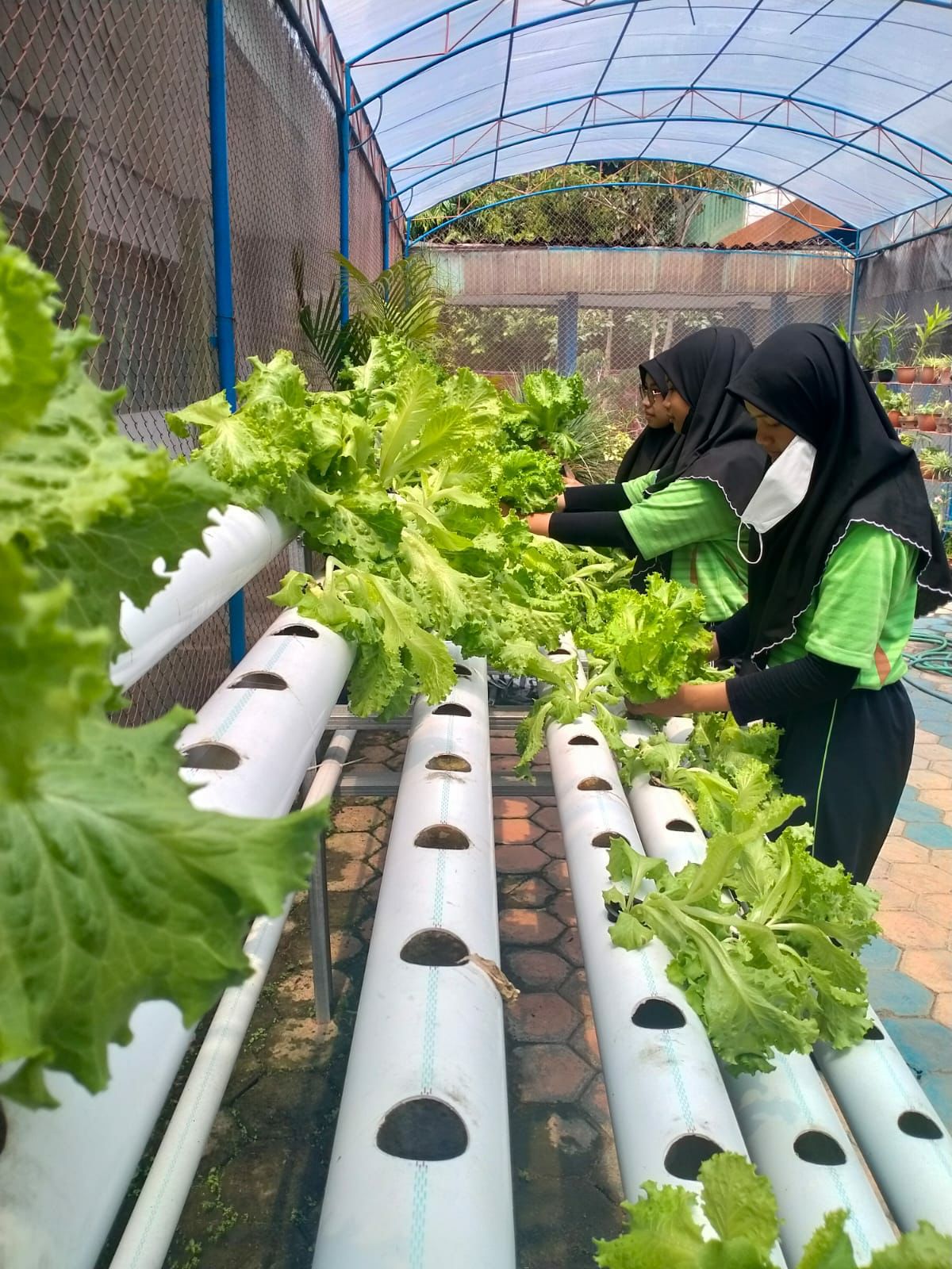 OPTIMALISASI PERAWATAN GREENHOUSE MENINGKATKAN EFISIENSI PRODUKSI KEBERLANJUTAN HIDUP